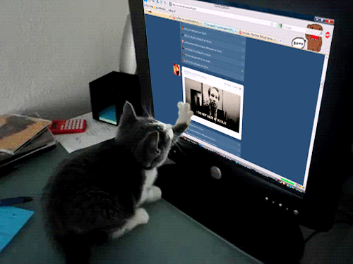 Gato haciendo scroll